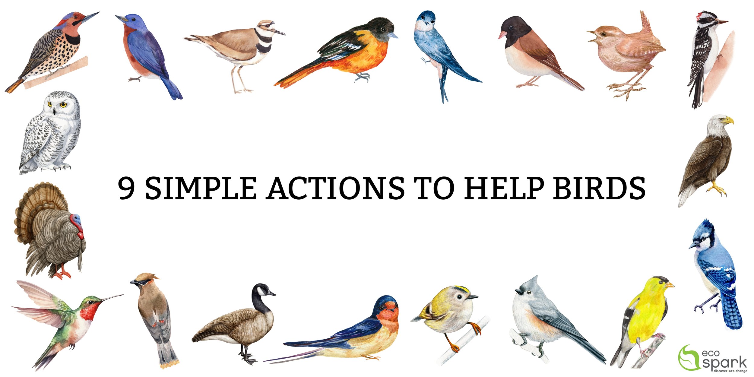 9 SIMPLE ACTIONS TO HELP BIRDS