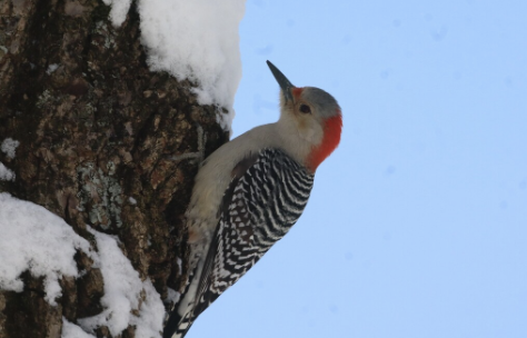 Red-Bellied Woodpecker