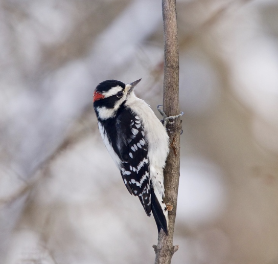 Downy Woodpecker