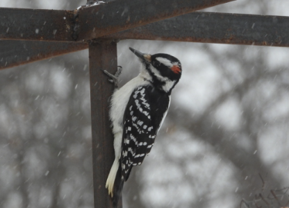Hairy Woodpecker
