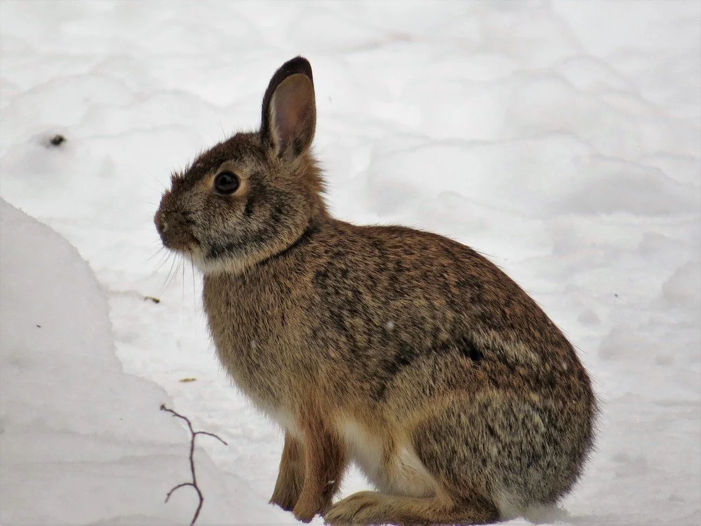 Eastern Cottontail