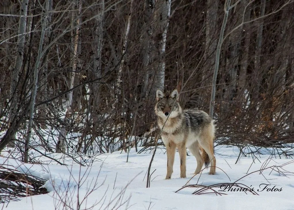 Coyote