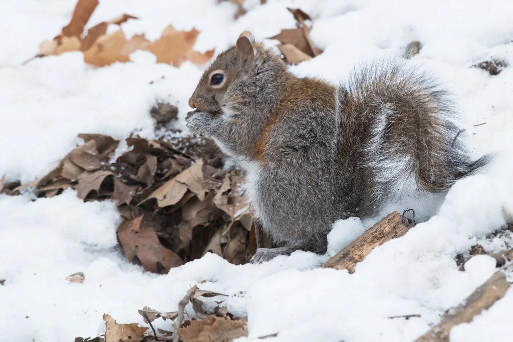 Eastern Grey Squirrel