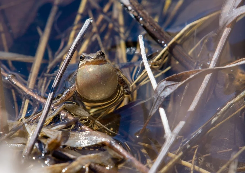 Western Chorus Frog