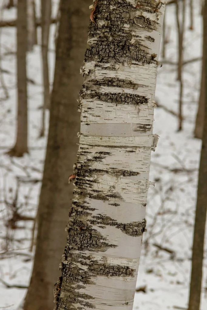 Paper Birch 