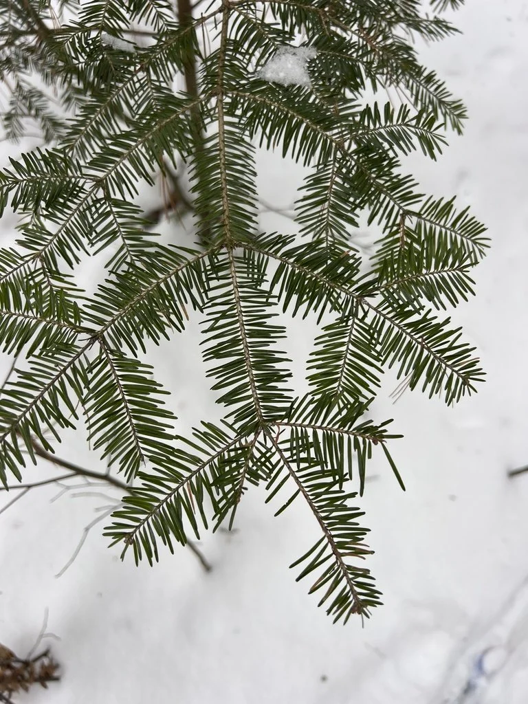 Balsam Fir 