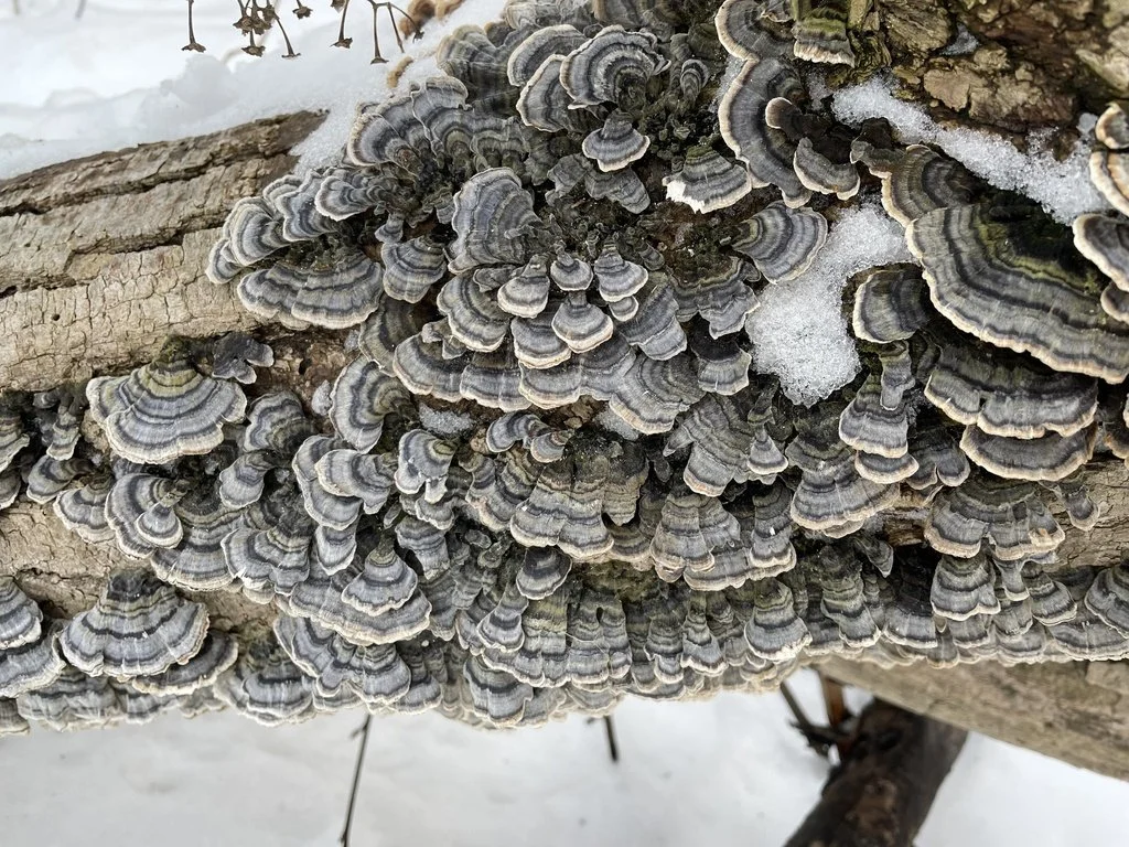 Turkey-Tail