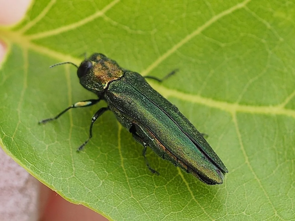 Emerald Ash Borer