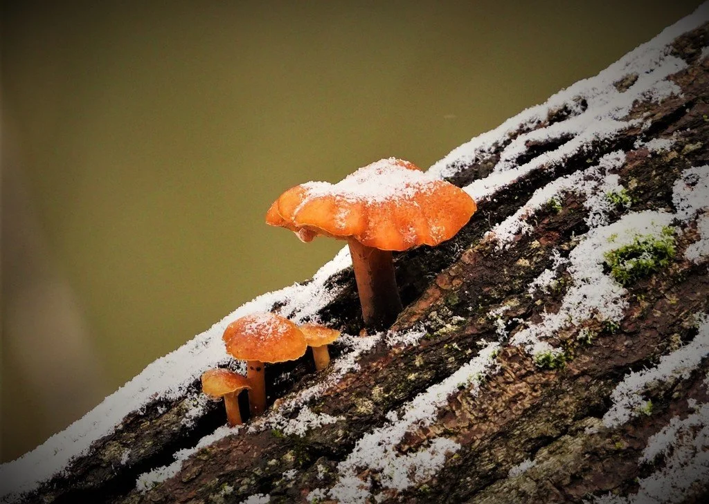 Cultivating BiodiverCity and Climate Resilience - February 