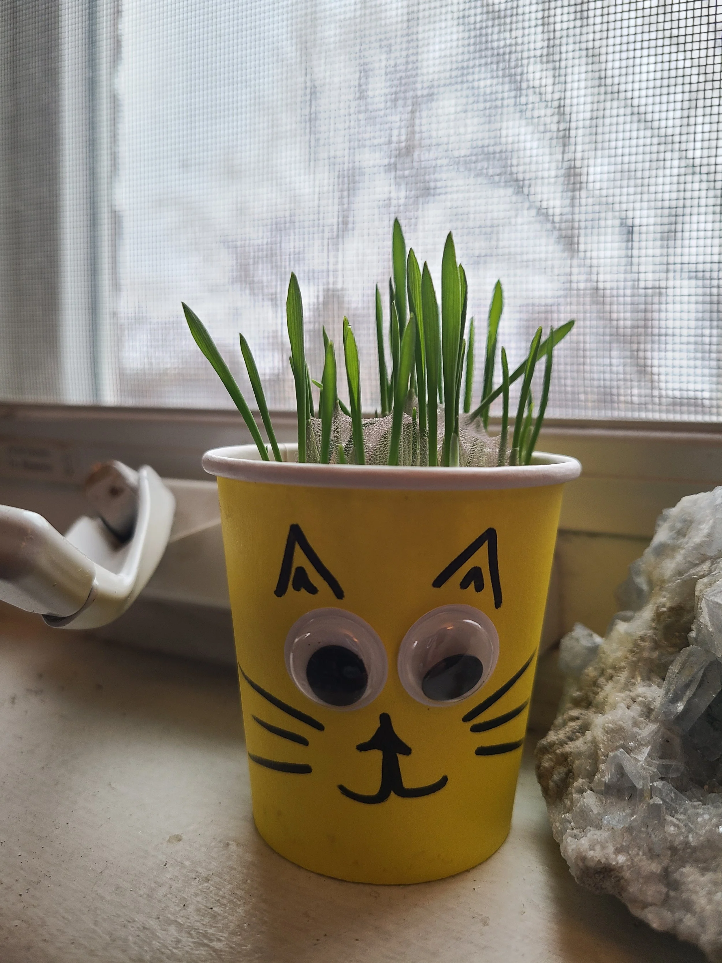 CatGrass Growers: Let's keep our Indoor Cats Entertained with this Conservation craft