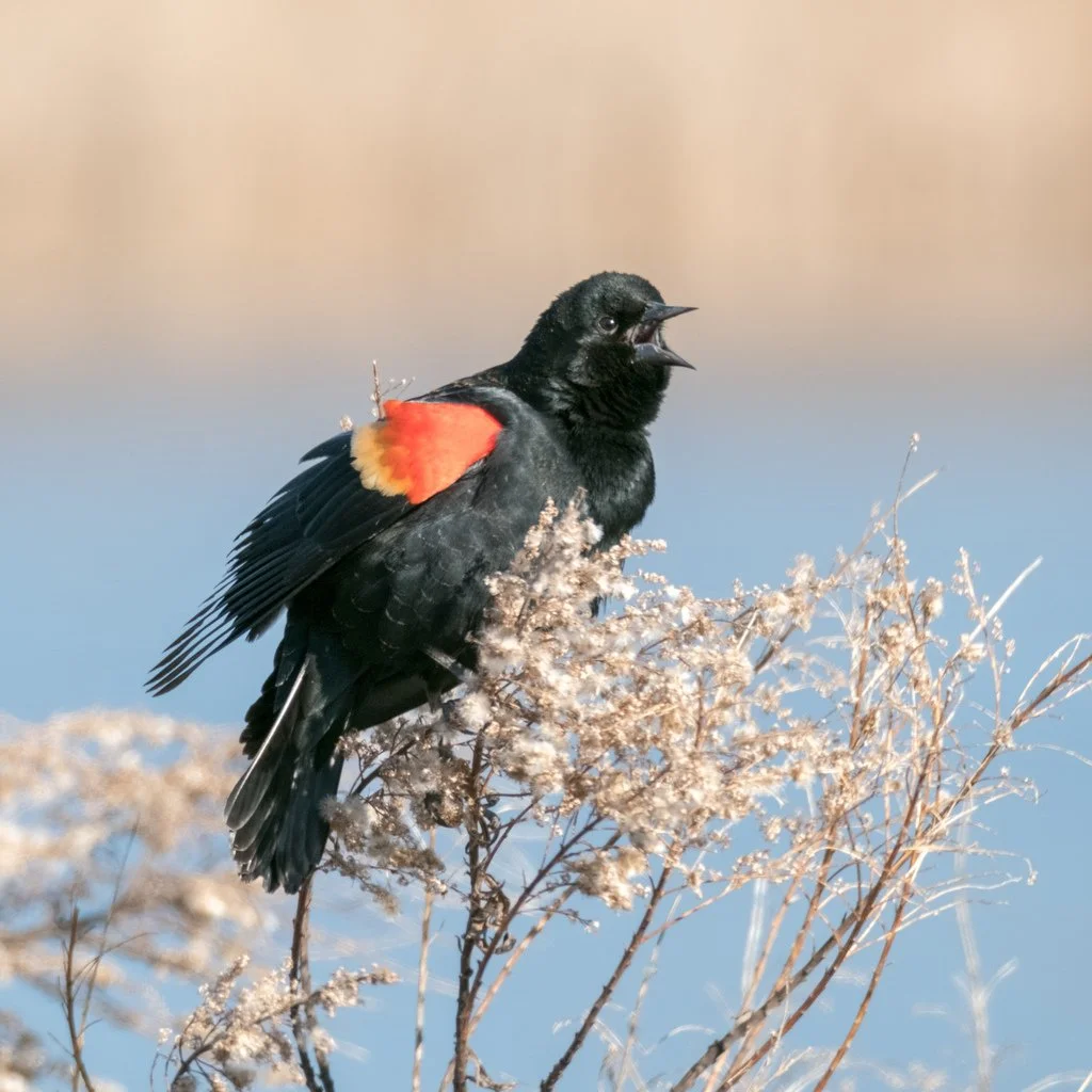 Red Winged Blackbird