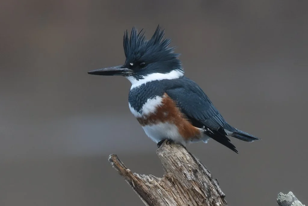 Belted Kingfisher