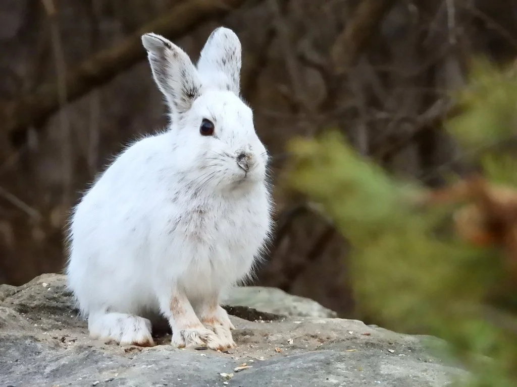 Snowshoe Hare