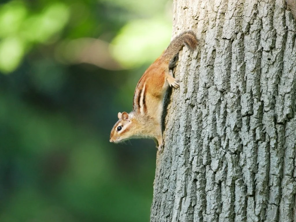 Eastern Chipmunk