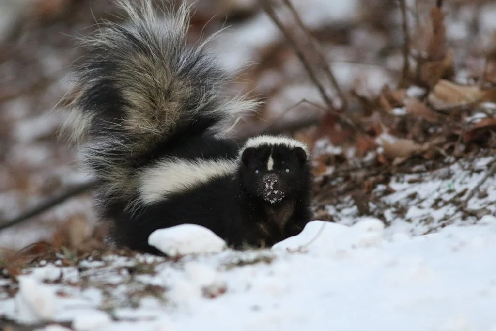 Striped Skunk