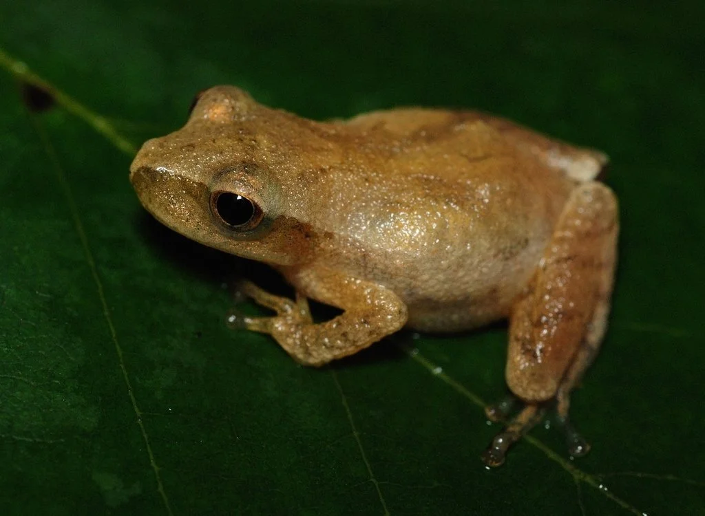 Spring Peeper