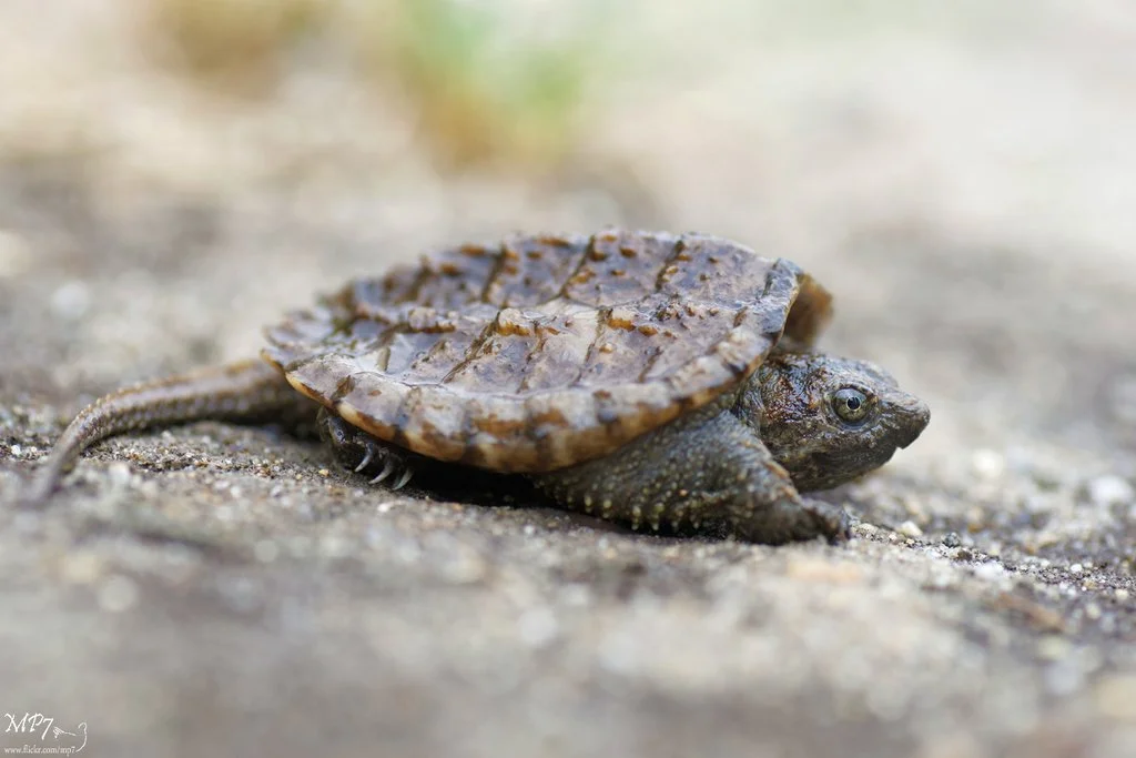 Common Snapping Turtle
