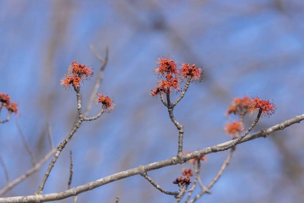 Red Maple