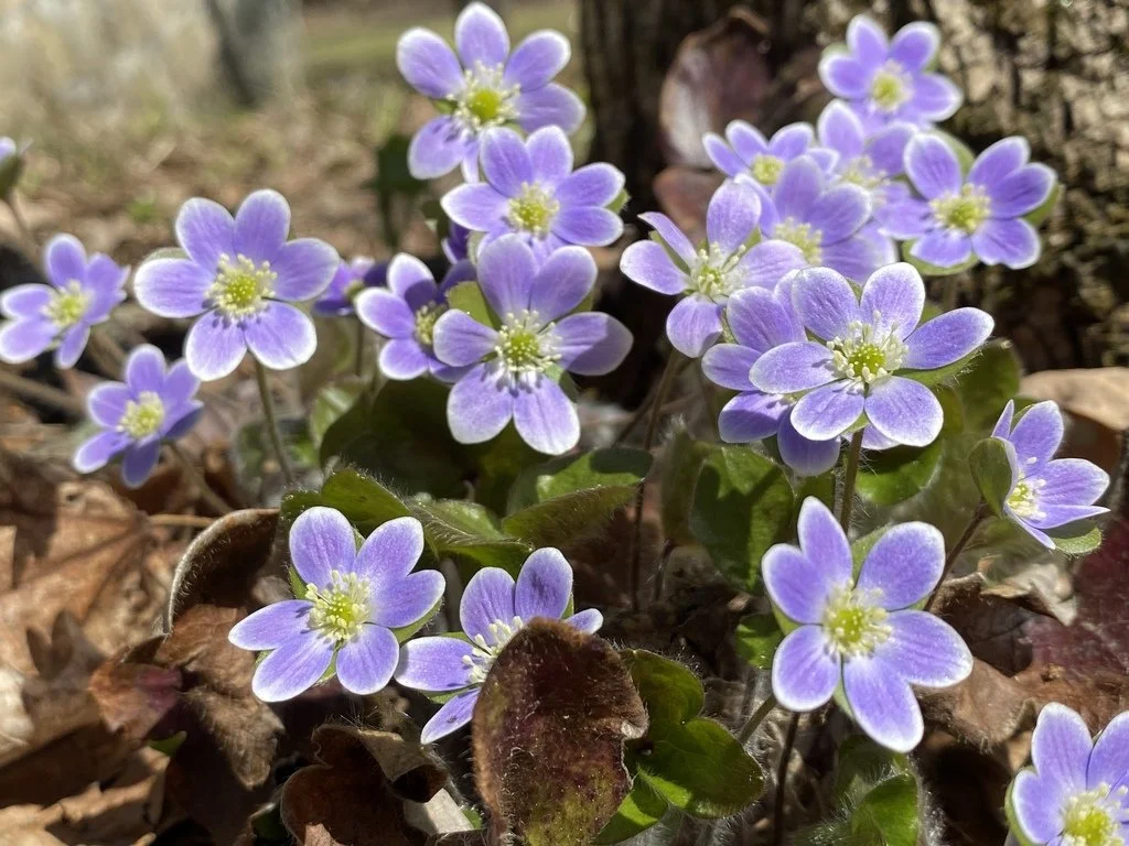 Round Lobed Hepatica