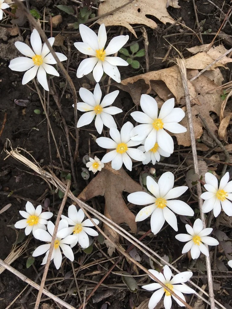 Bloodroot