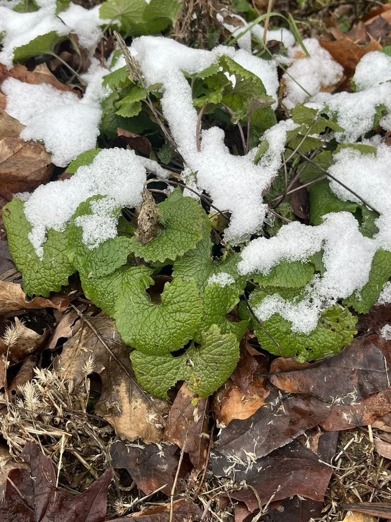 Garlic Mustard