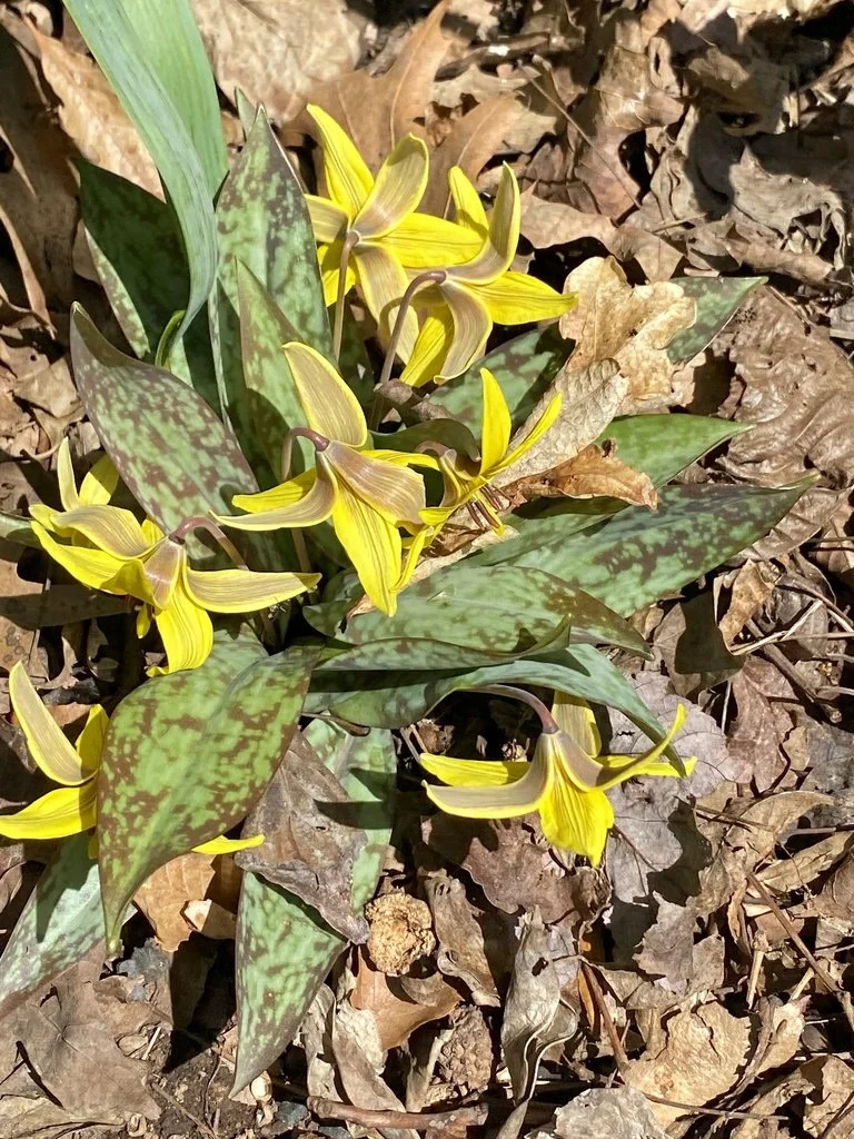 Yellow Trout Lily