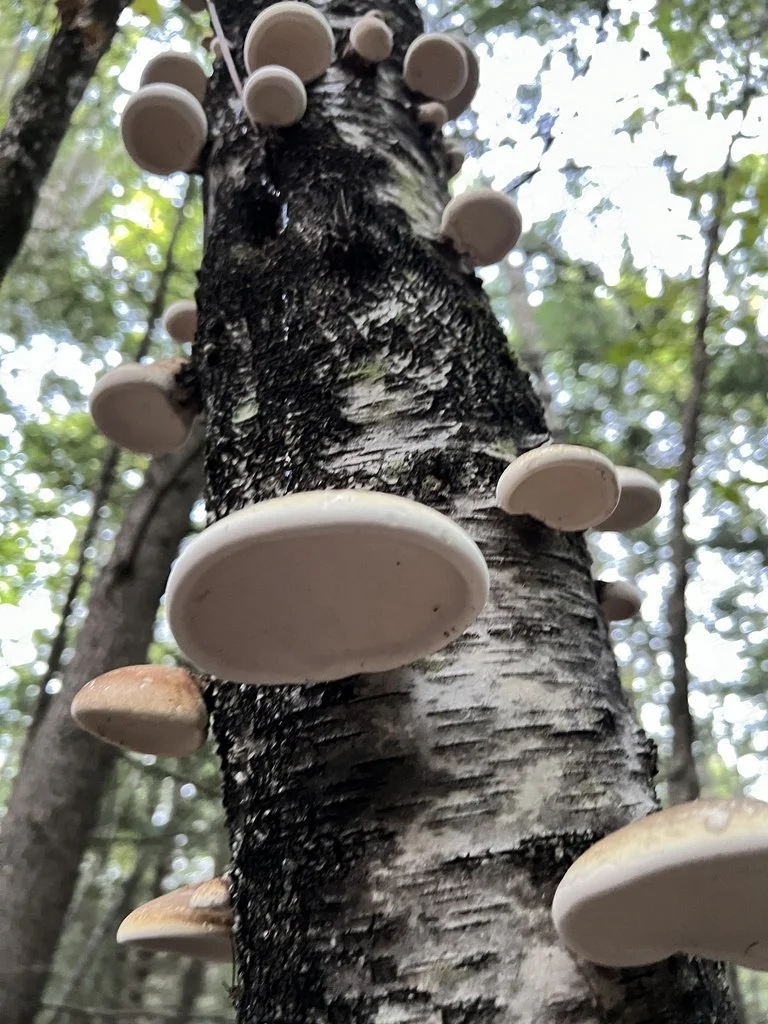 Birch Polypore 