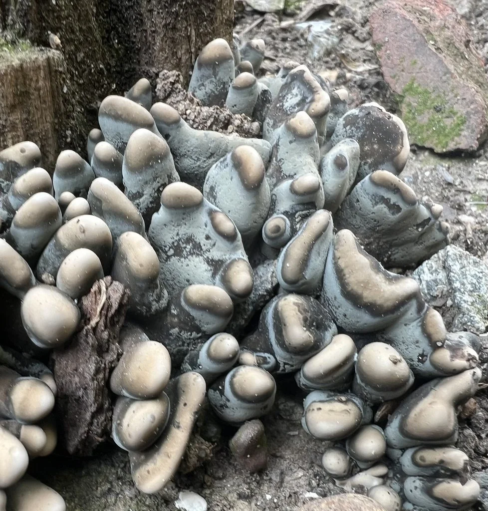 Dead Man's Fingers