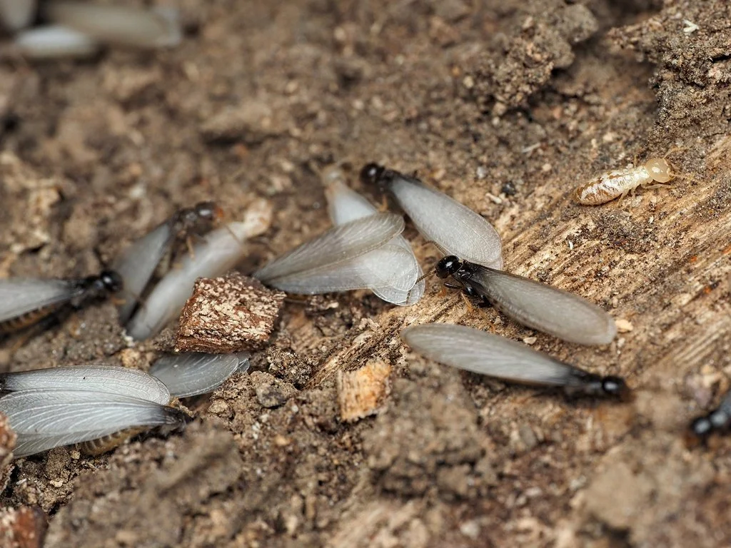 Eastern Subterranean Termite