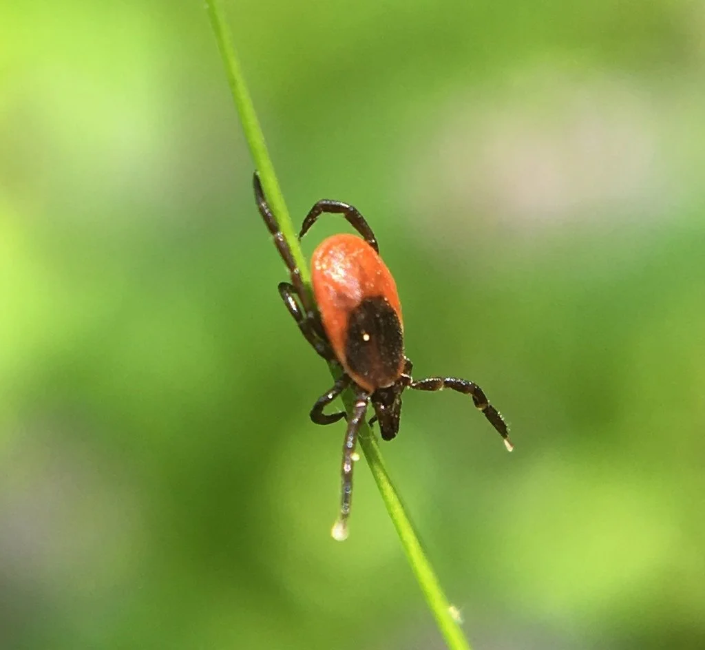 Eastern Black-legged Tick