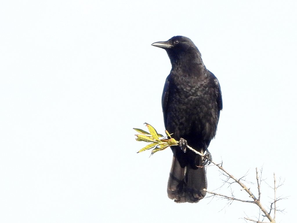 American Crow