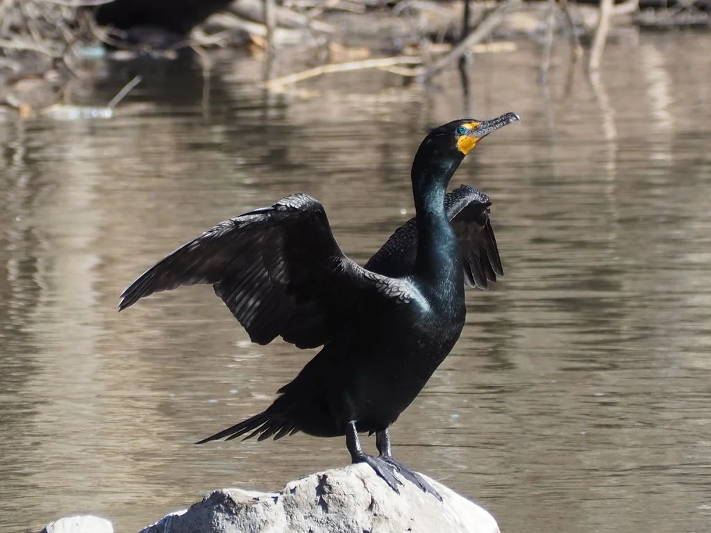 Northern Double-crested Cormorant 