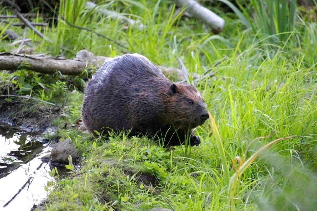 American Beaver