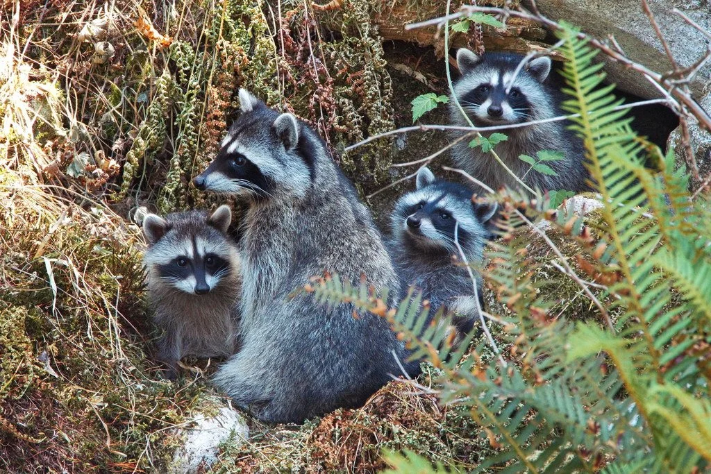 Common Raccoon 