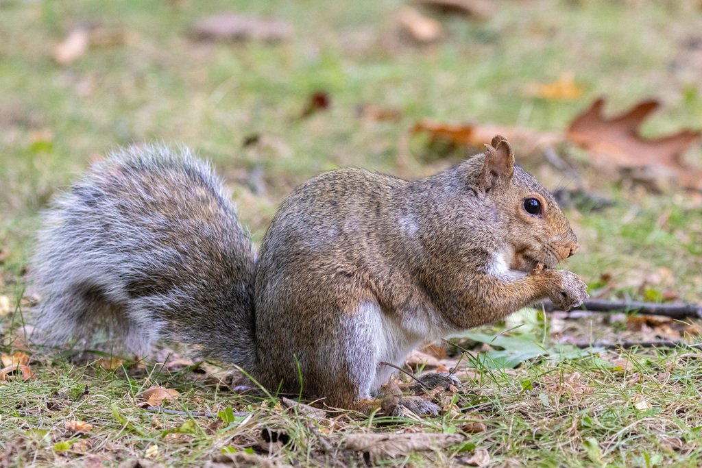 Eastern Gray Squirrel 