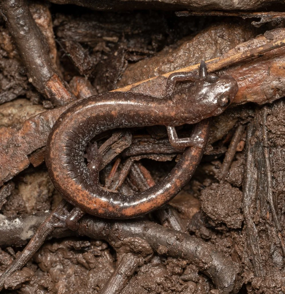 Eastern Red-Backed Salamander 