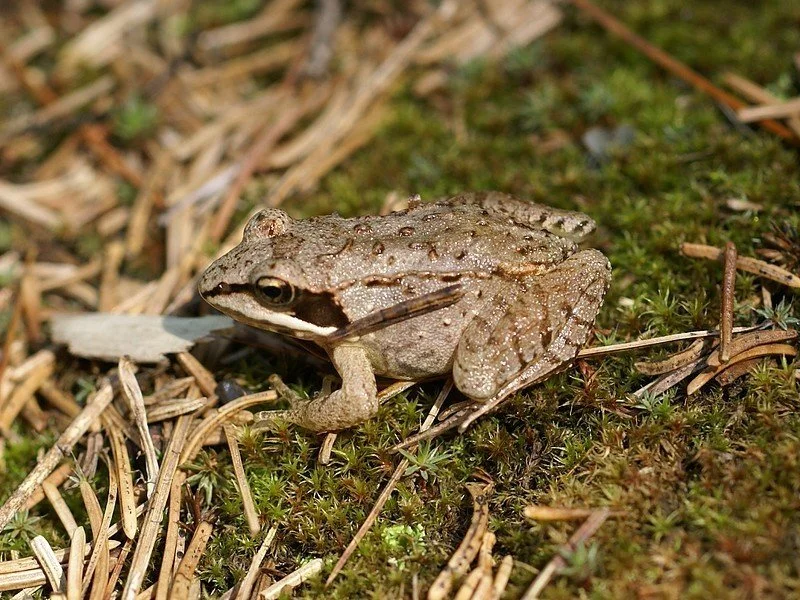 Wood Frog