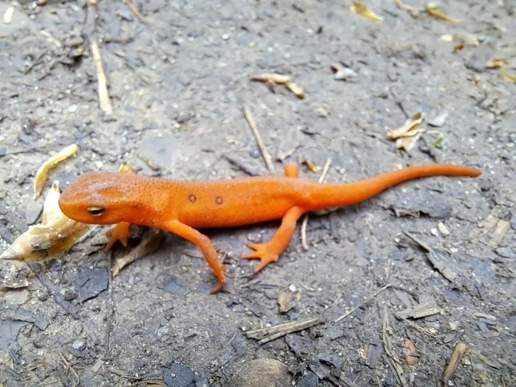 Red-Spotted Newt