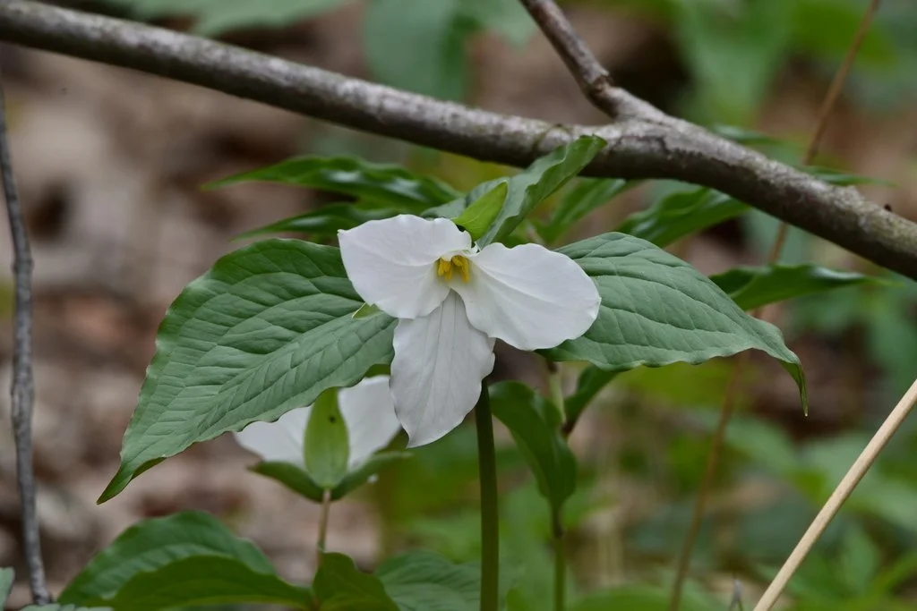 Large White Trillium