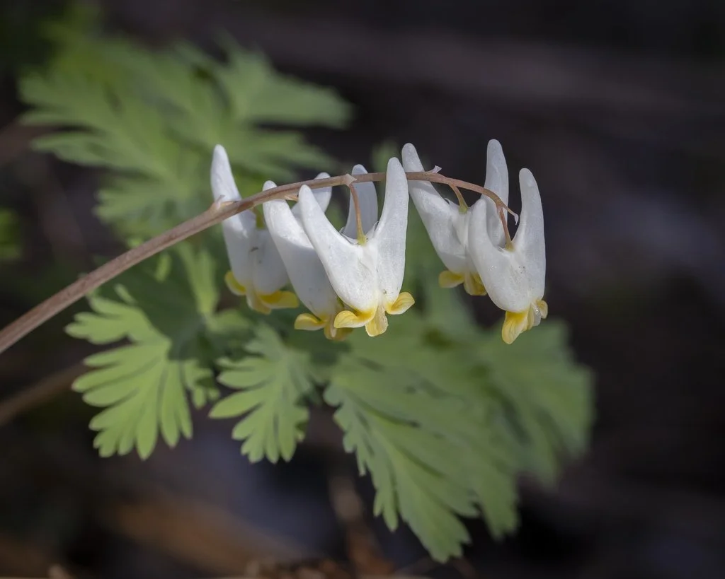 Dutchman's Breeches 