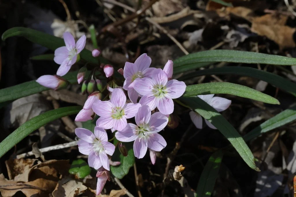 Virginia Springbeauty