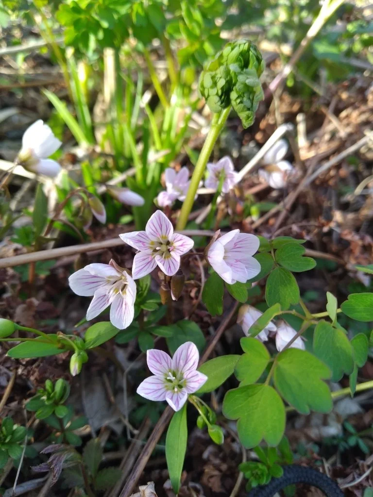 Carolina Springbeauty