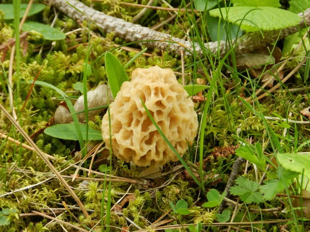 Yellow Morel