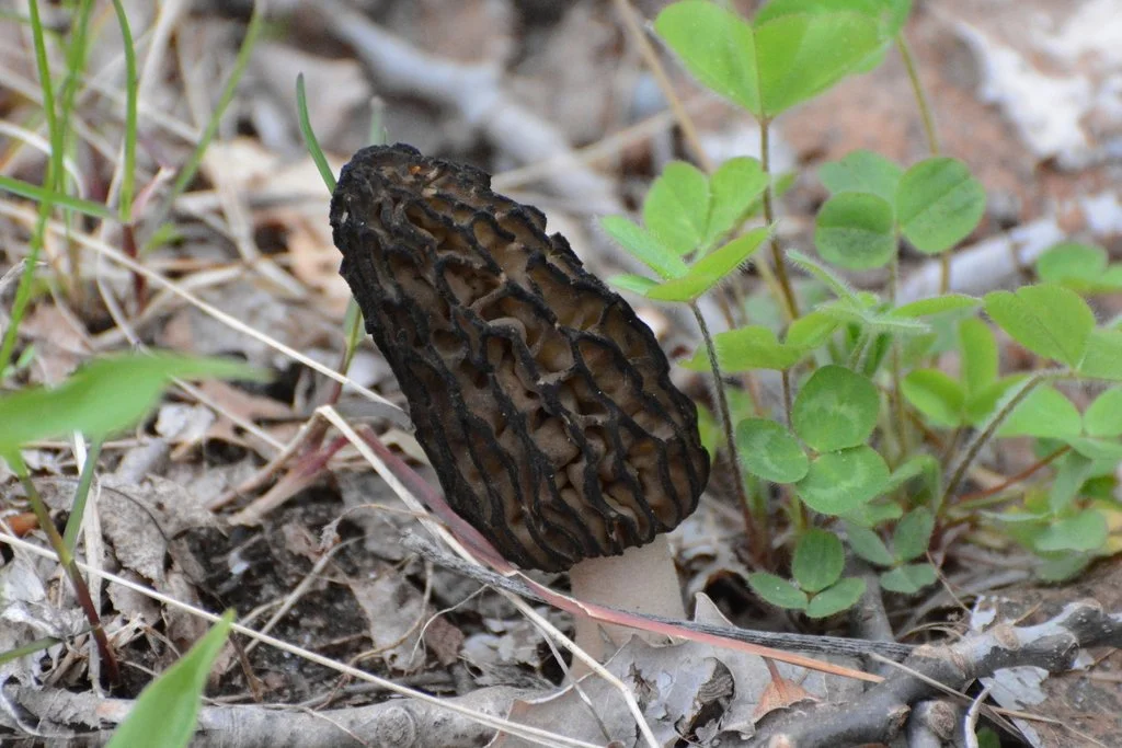 Black Morel
