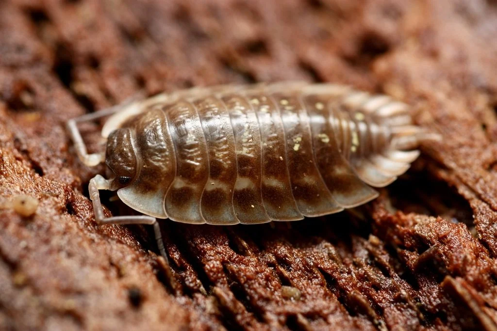 Common Shiny Woodlouse
