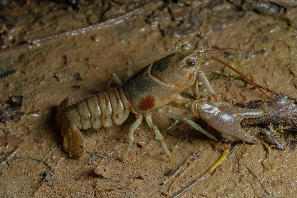 Rusty Crayfish