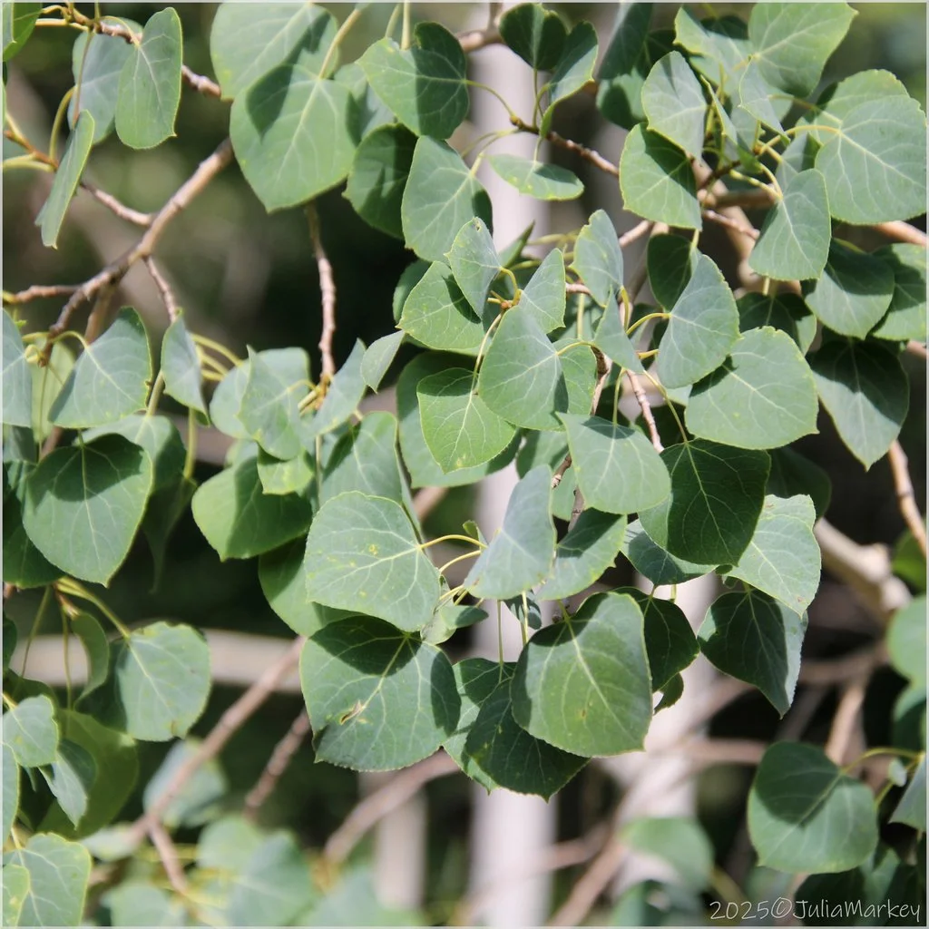 Quaking Aspen