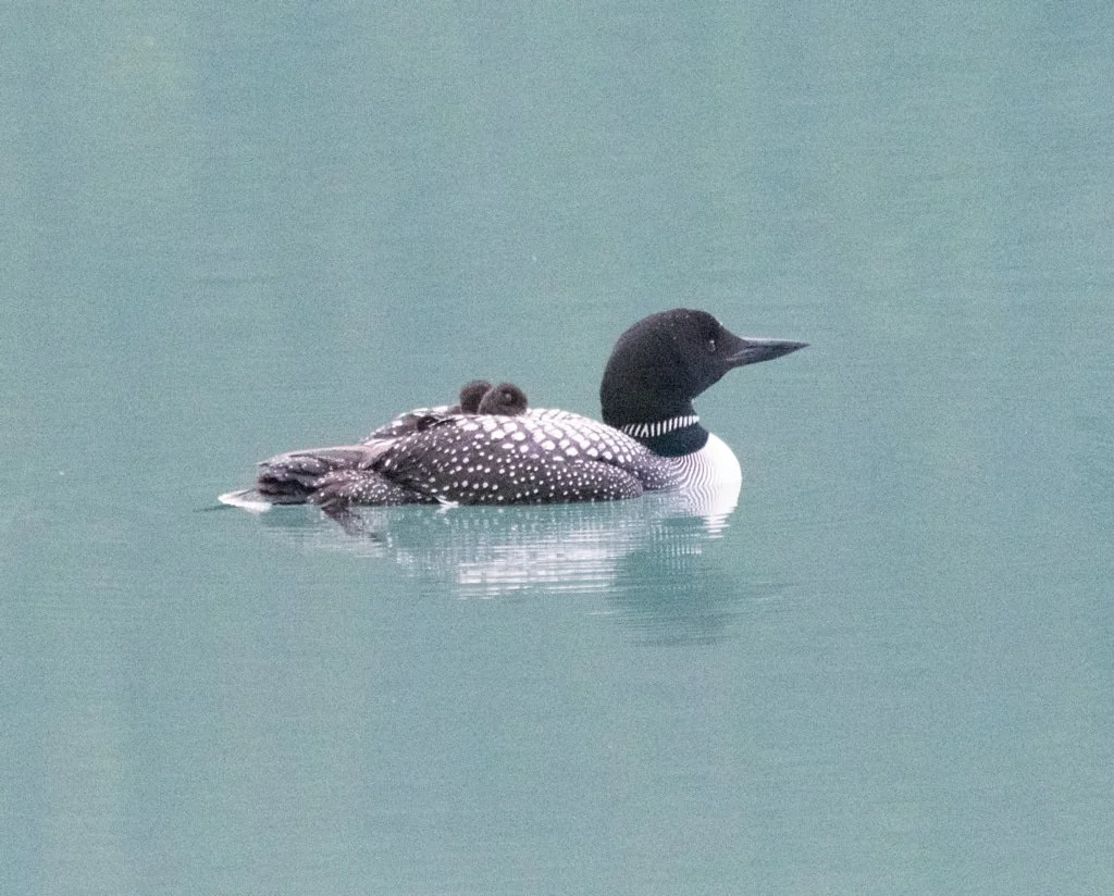 Common Loon (Gavia immer)
