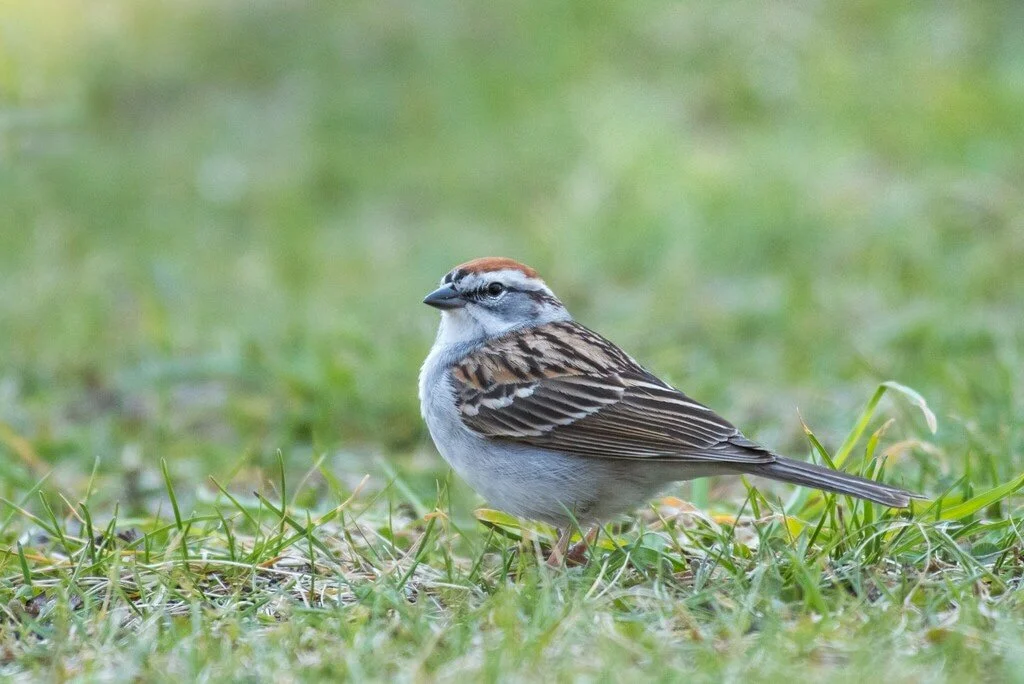 Chipping Sparrow (Spizella passerina)