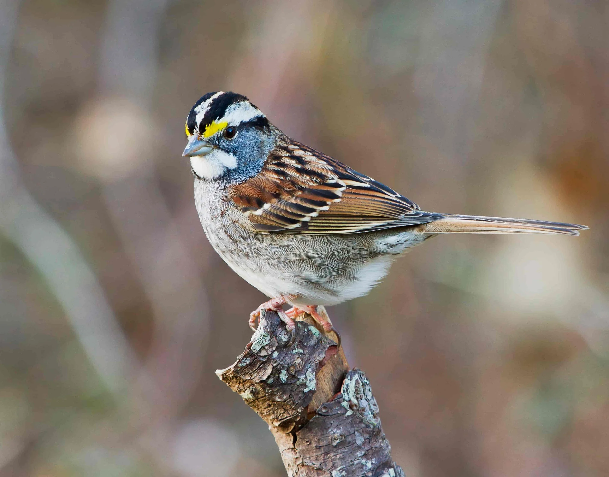 White-throated Sparrow (Zonotrichia albicollis)